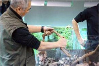 takashi amano ghép lũa thủy sinh