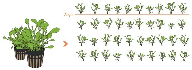 chia cây thủy sinh trân châu nhật thành bụi nhỏ