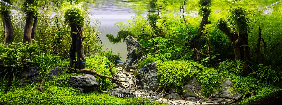 bố cục rừng rậm rạp