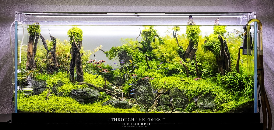 bể thủy sinh 120 cm
