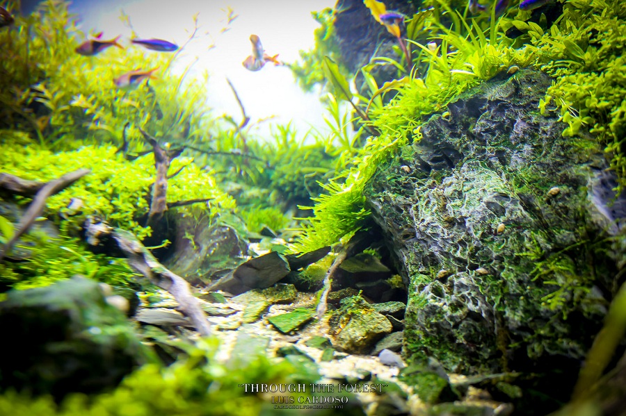 góc nhìn đẹp trong bể thủy sinh