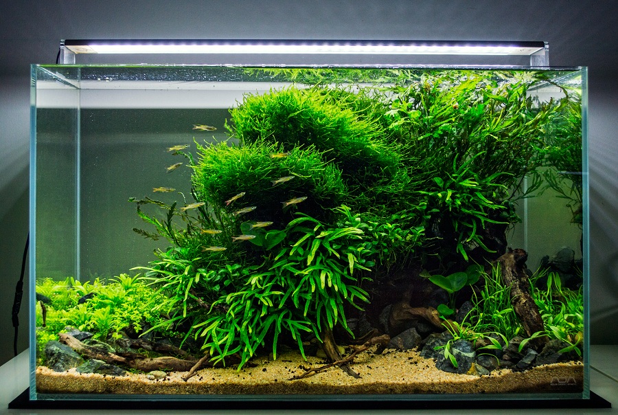 bể thủy sinh 60cm xanh mướt