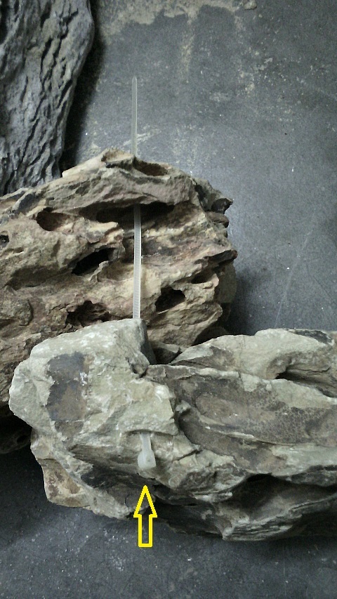 xỏ dây rút vào đá tiger