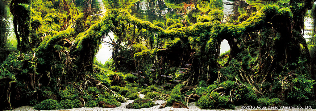 Rank 6 - Yoyo Prayogi - INDONESIA - The Forbidden Forest - IAPLC 2016