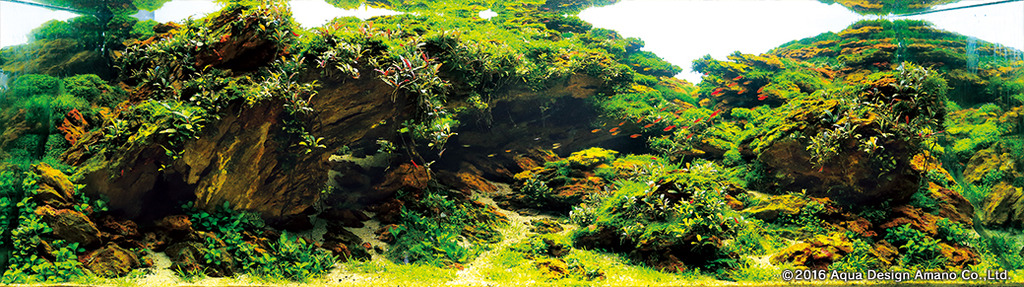 Rank 7 - Long Trần Hoàng - VIETNAM - Hideaway - IAPLC 2016