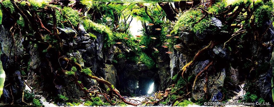 Rank 11 - Roger Goh - SINGAPORE - Deep Forest Emergence - IAPLC 2016
