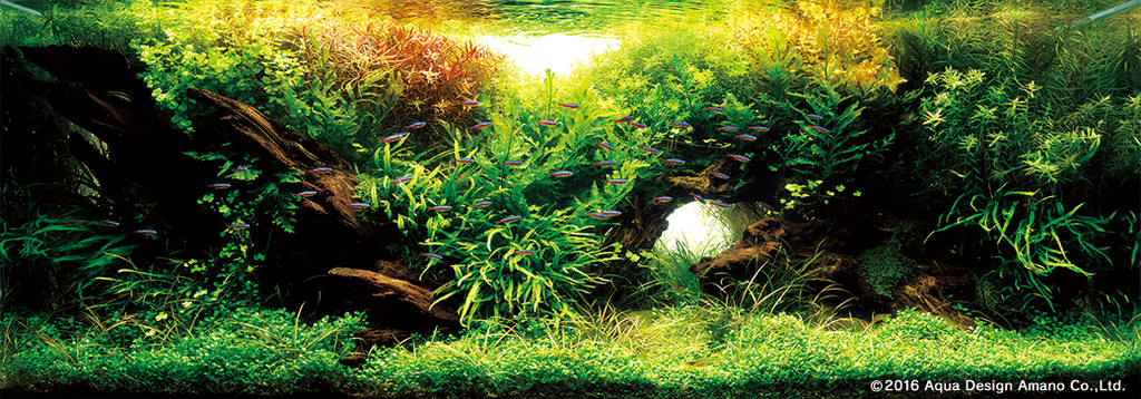 Rank 20 - Hironori Handa - JAPAN - Pool of Light - IAPLC 2016