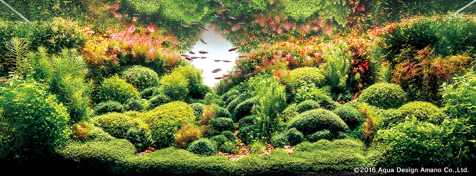 Rank 23 - Bernat Hosta - SPAIN - BOSC PERDUT - IAPLC 2016