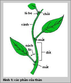 các phần của cây
