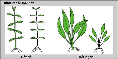 các loại đốt cây thủy sinh