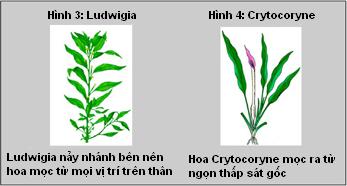 nhánh và hoa cây thủy sinh