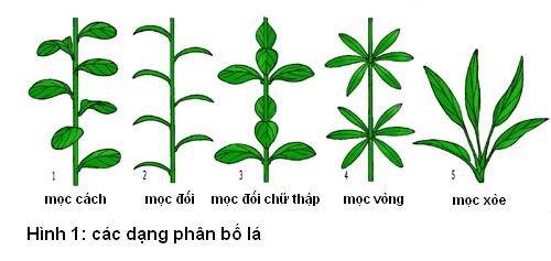 các dạng phân bố lá