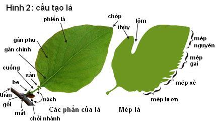 cấu tạo lá