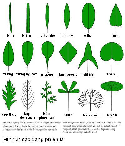 các dạng phiến lá