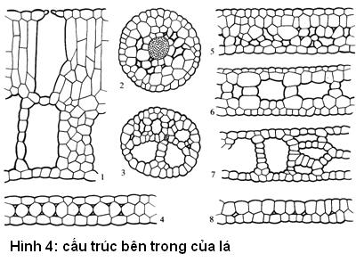 cấu trúc bên trong của lá