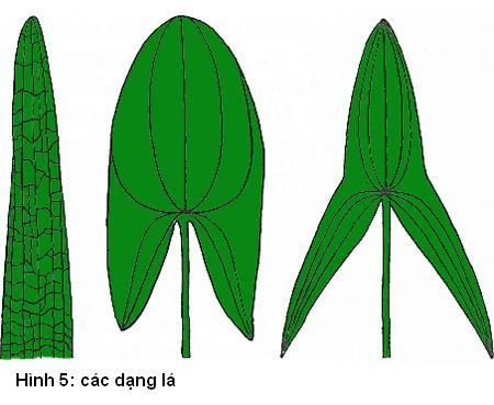 các dạng lá