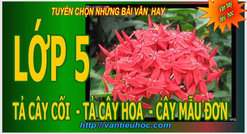 Tả cây cối | Tả cây hoa mẫu đơn