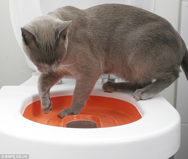 dailymail http://www.dailymail.co.uk/news/article-2284176/Purr-fect-solution-litterbox-blues-Amazing-invention-allows-cats-learn-use-toilet-like-human.html