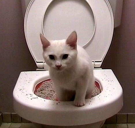 dailymail http://www.dailymail.co.uk/sciencetech/article-499088/The-ultimate-cat-hygiene--Cat-Lav.html