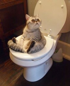 pinterest https://www.pinterest.com/explore/cats/