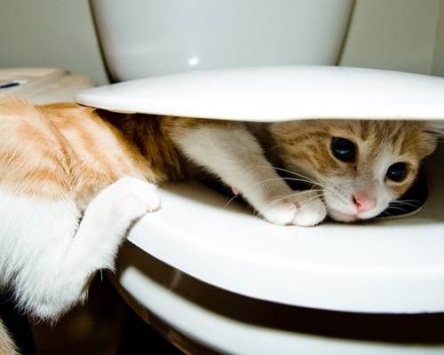mnn http://www.mnn.com/family/pets/photos/10-fascinating-facts-about-cats/cats-can-use-the-toilet-and-flush