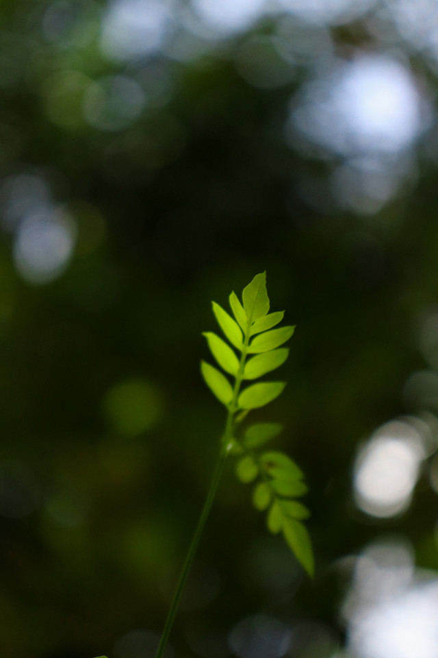 Evanescent