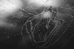 Cobweb