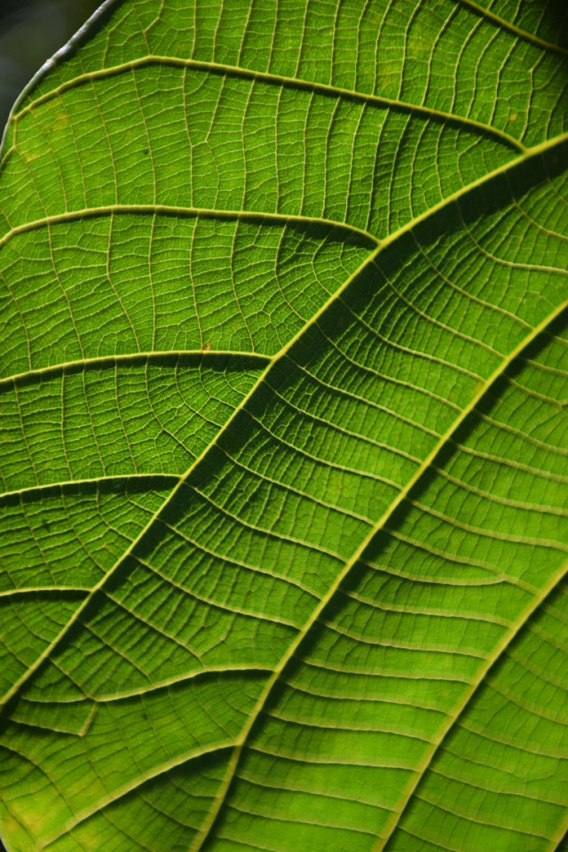 Fields under a leaf
