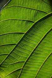 Fields under a leaf