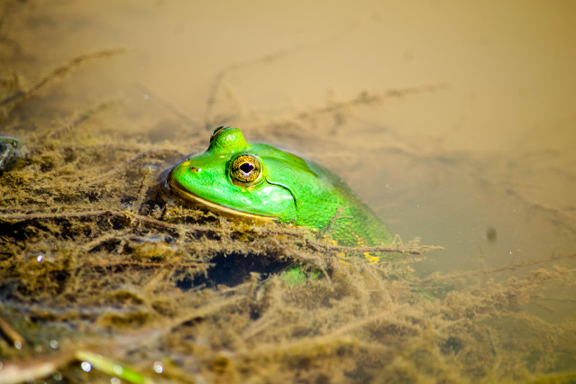 The Frog