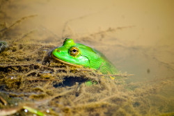 The Frog