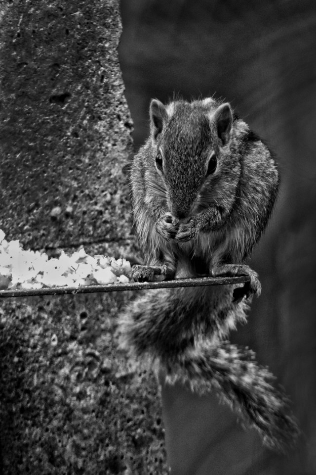 Hunger