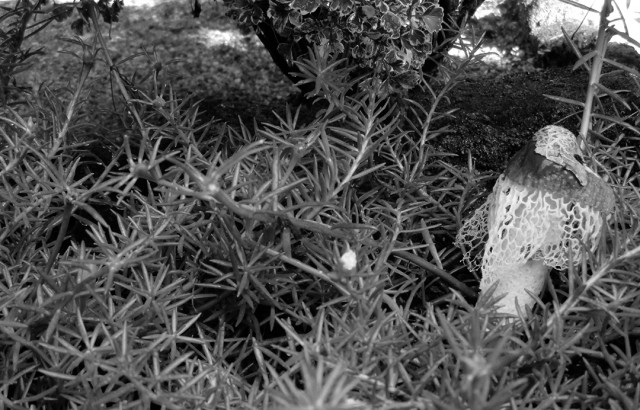 Creatures of nature