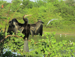 Free to fly