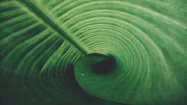 රටා