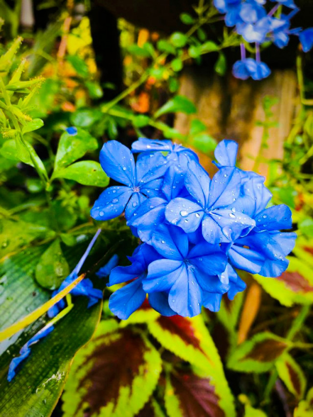 flowers