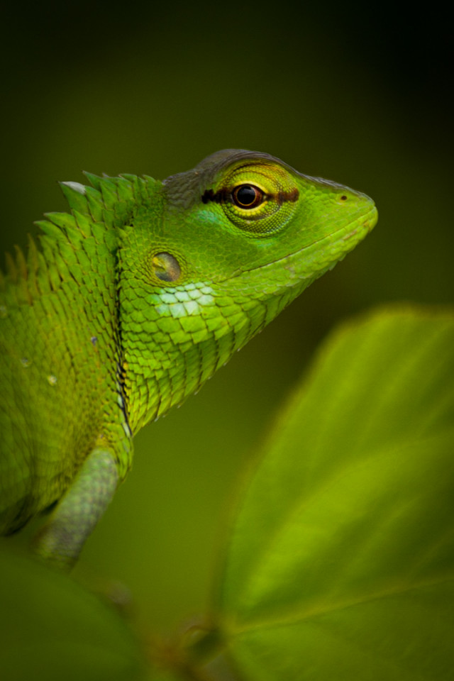 Lizard