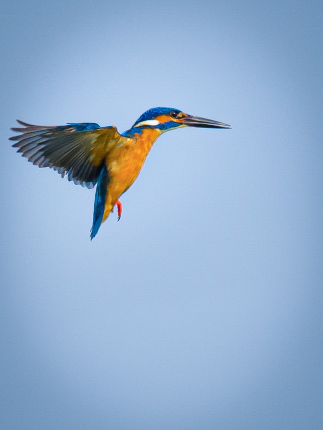 Common Kingfisher