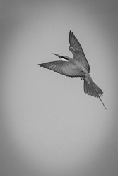 Bee Eater