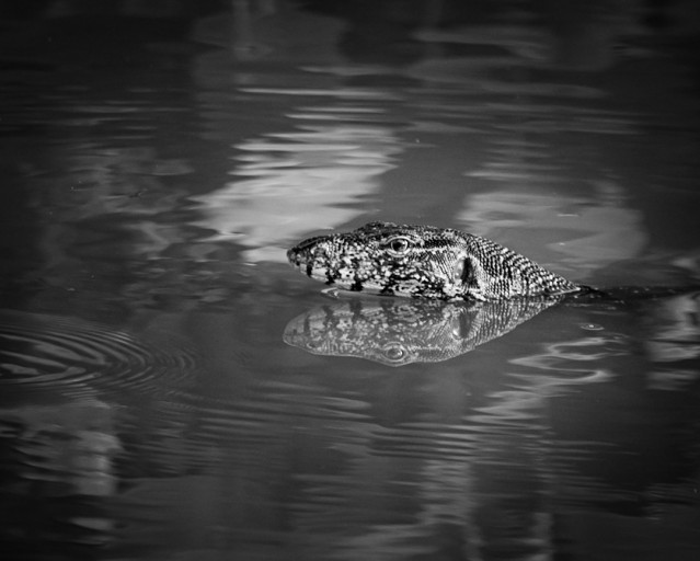 Water Monster