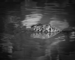Water Monster