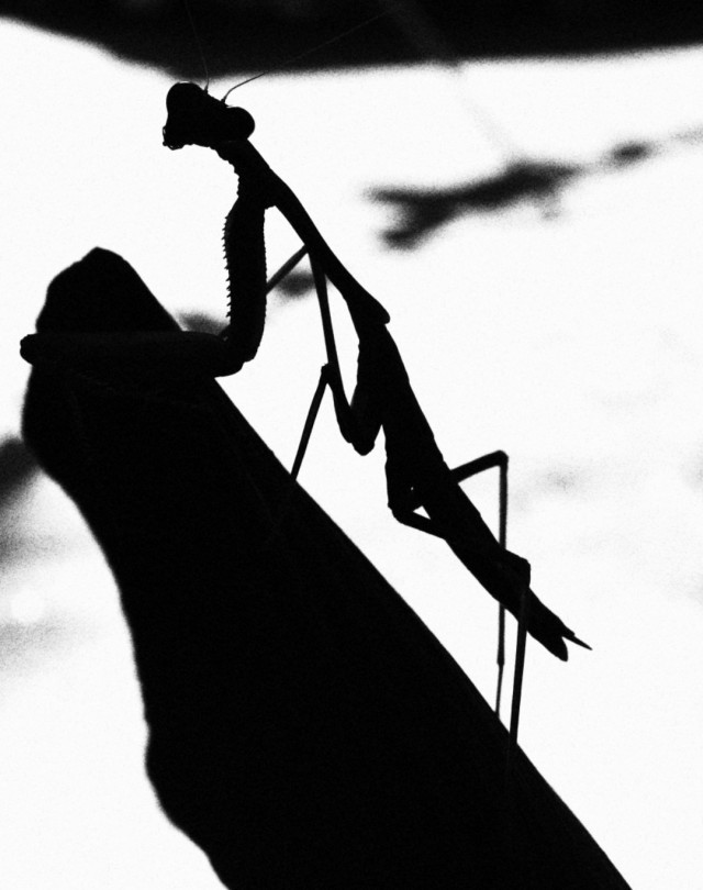 Silhouette