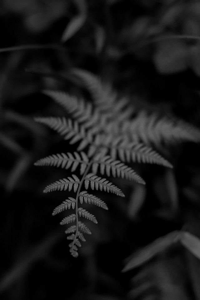 Green in dark