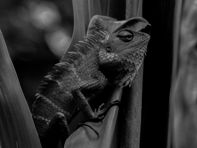 Nightly wildlife