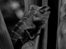 Nightly wildlife