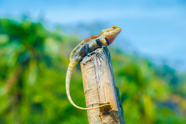 Lizard