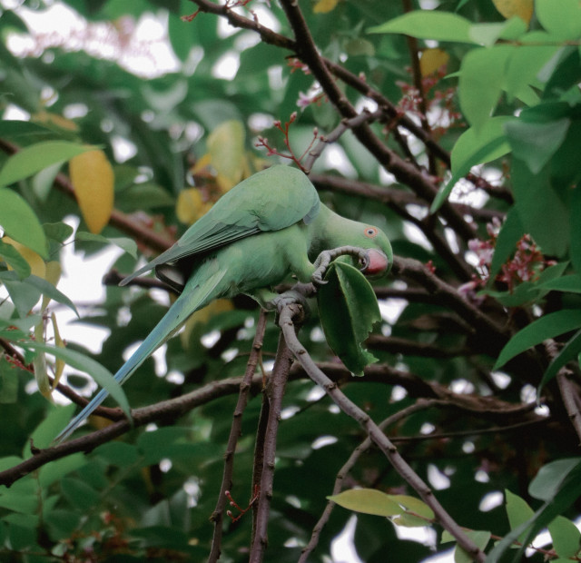 Carambola and parrot