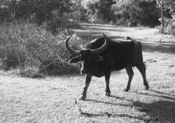 Water Buffalo