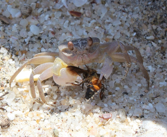 Crab