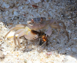 Crab
